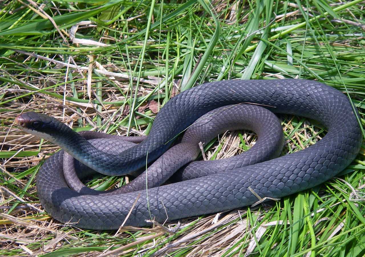 Discover the Stunning Beauty of the Blue Racer Snake - Vital Frog