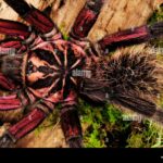 The Most Stunning Tarantulas You Will Ever See