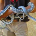 Beauty rat snake: A Guide to the Colorful and Striking Snake Species