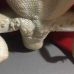 Transformations of Femoral Pores in a Healthy Bearded Dragon: Before and After