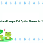 Best and Unique Pet Spider Names for Your Eight-Legged Friend