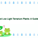 Best Low Light Terrarium Plants: A Guide to Thriving in Dim Spaces