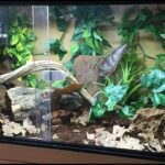 Bioactive Corn Snake Enclosure: Creating a Natural Habitat for Your Pet