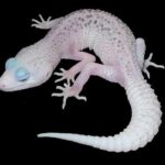 Black and White Leopard Gecko: A Stunning Reptile with Unique Patterns
