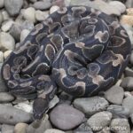 Black Axanthic Ball Python: Characteristics, Care, and Breeding