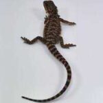 Buy Black Bearded Dragon Online – Best Prices & Quality