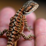Black god bearded dragon – a stunning and unique reptile species