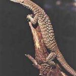 All About Black Headed Monitor: Complete Care Guide and Facts