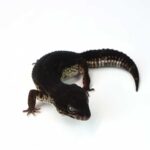 Black Night Leopard Gecko: A Stunning and Unique Reptile