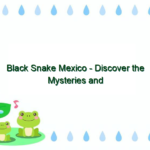 Black Snake Mexico – Discover the Mysteries and Beauty of the Mexican Black Snake