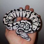 Black white ball python: a stunning snake with a monochromatic twist