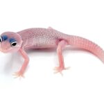 Blizzard Leopard Gecko: A Fascinating Breed of Geckos