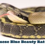 Blue Beauty Snake: All You Need to Know | Snake Care Guide