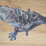 All About Blue Crested Gecko: Information, Care, and Tips