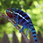 Blue Panther Chameleon: The Stunning Colors and Unique Characteristics