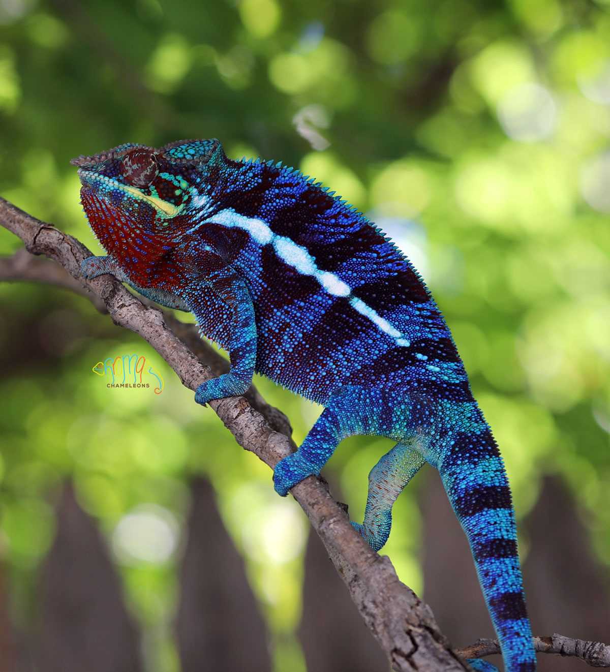 Blue Panther Chameleon: The Stunning Colors and Unique Characteristics