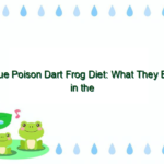 Blue Poison Dart Frog Diet: What They Eat in the Wild