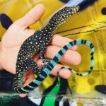 All About the Blue Tail Monitor: Care, Habitat, and Behavior