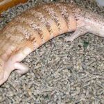 Best Substrate Options for Blue Tongue Skinks – A Complete Guide