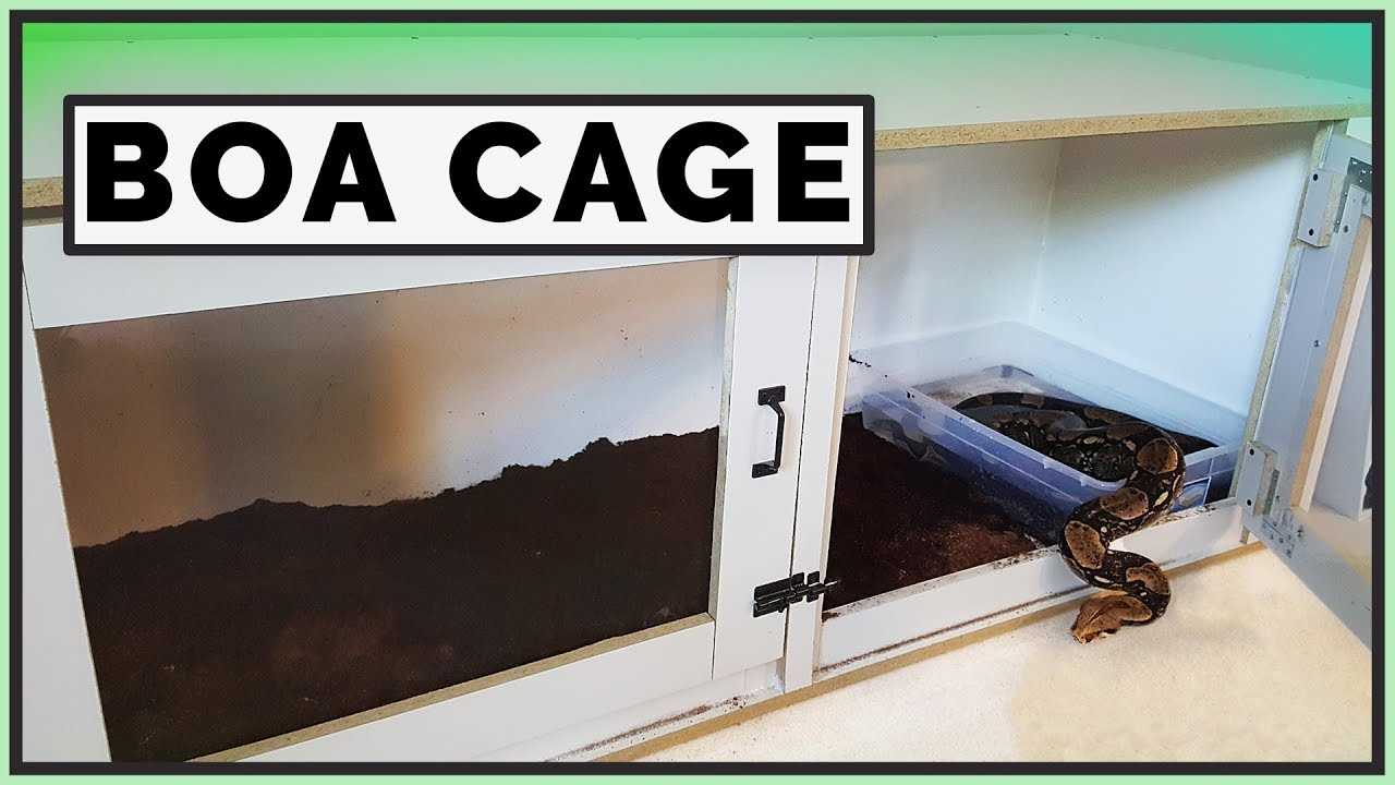 Best Enclosure Options for Boa Snakes - Vital Frog