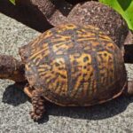 Best Box Turtle Bedding for Optimal Comfort and Health | Expert Recommendations
