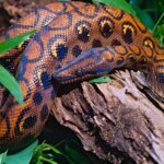 Brazilian Boa: Characteristics, Habitat, and Care Guide