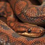Complete Guide to Brazilian Rainbow Boa Care – Tips and Tricks