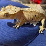 Brindle Crested Gecko: A Unique and Colorful Reptile