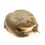 Budgett Frogs: Care and Characteristics