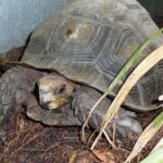 Burmese Mountain Tortoise: Care Guide and Facts