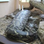 Burmese Python Enclosure: How to Create the Perfect Habitat