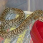 Burmese Python Morphs: An Overview of Different Variations