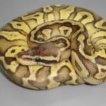 Beautiful Butter Pastel Ball Python – A Guide for Reptile Enthusiasts