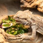Cabbage Bearded Dragon: A Guide to Feeding Your Pet
