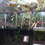 Tips for Creating the Perfect Caiman Lizard Enclosure