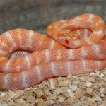 All You Need to Know About the California Corn Snake – Facts, Diet, Behavior, and More