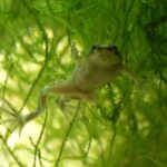 Can African Dwarf Frogs Coexist with Bettas: A Complete Guide
