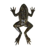 Dissection of a Frog: A Comprehensive Guide