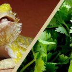 Can Bearded Dragons Eat Cilantro? Find Out Here