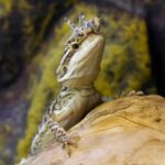 Can Bearded Dragons Eat Fish? A Complete Guide to Feeding Your Reptile