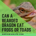 Can Bearded Dragons Eat Frogs: Everything You Need to Know