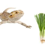 Can Bearded Dragons Safely Consume Green Onions? Expert Advice | Your Reptile Guide