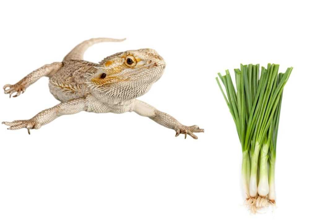 Can Bearded Dragons Safely Consume Green Onions? Expert Advice | Your ...