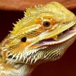 Can Bearded Dragons Eat Kiwi? A Comprehensive Guide