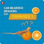 Can Bearded Dragons Eat Oranges