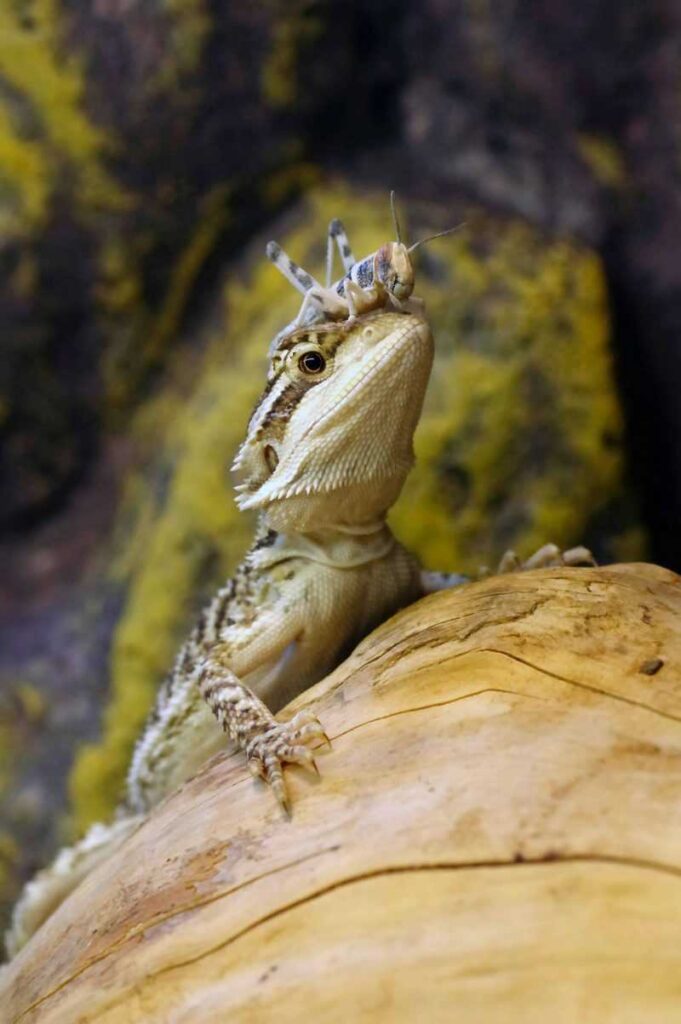 Can Bearded Dragons Eat Pears? - Everything You Need to Know - Vital Frog