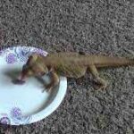 Can Bearded Dragons Eat Pinkies? Find out the Truth!