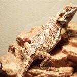 Can Bearded Dragons Eat Sweet Potato? Find Out Here!