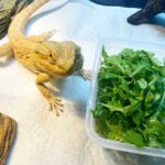 Can Bearded Dragons Eat Arugula?
