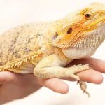 Are Mushrooms Safe for Bearded Dragons? Everything You Need to Know